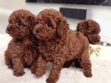 Antialerjik En Güzel Irk Toy Poodle Bebekler