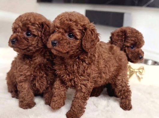 Antialerjik En Güzel Irk Toy Poodle Bebekler görsel