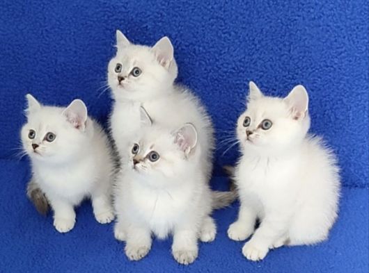 Si̇lver Mükemmel Ponçi̇kler Tesli̇me Hazirdir görsel
