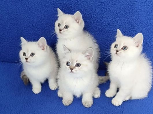 Si̇lver Mükemmel Ponçi̇kler Tesli̇me Hazirdir görsel