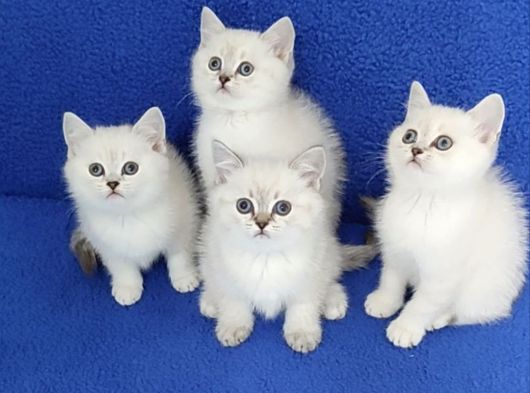 Si̇lver Mükemmel Ponçi̇kler Tesli̇me Hazirdir görsel