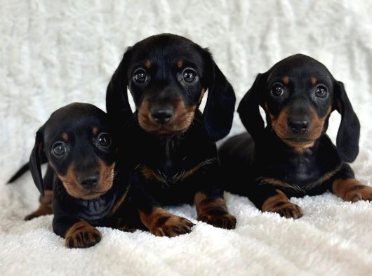 Büyümeyecek Dachshund Sosis Köpek Yavruları