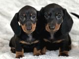Büyümeyecek Dachshund Sosis Köpek Yavruları