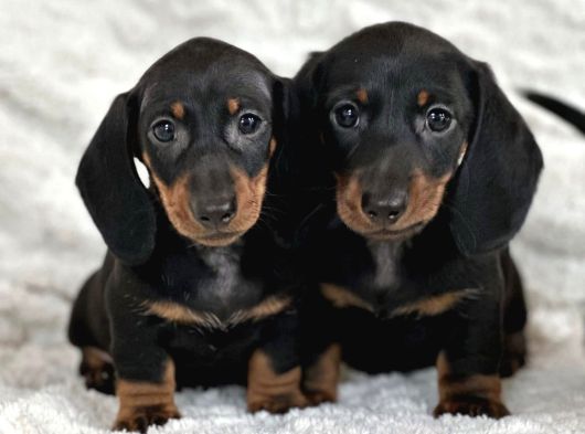 Büyümeyecek Dachshund Sosis Köpek Yavruları görsel