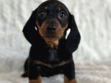 Büyümeyecek Dachshund Sosis Köpek Yavruları