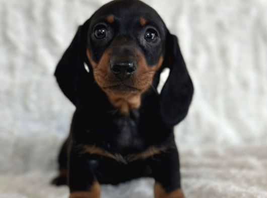 Büyümeyecek Dachshund Sosis Köpek Yavruları görsel