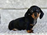 Büyümeyecek Dachshund Sosis Köpek Yavruları