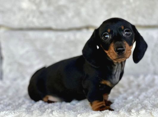 Büyümeyecek Dachshund Sosis Köpek Yavruları görsel