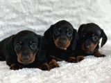 Büyümeyecek Dachshund Sosis Köpek Yavruları