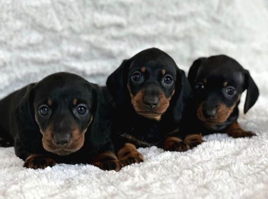 Büyümeyecek Dachshund Sosis Köpek Yavruları görsel