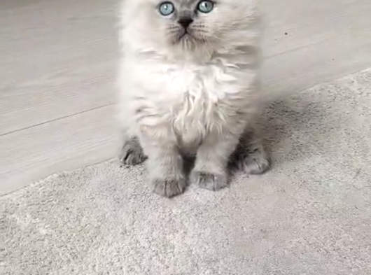 En Güzel British Longhair Yavrular görsel