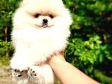Teddy Bear Pom Boo Yavruları