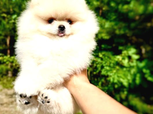 Teddy Bear Pom Boo Yavruları görsel