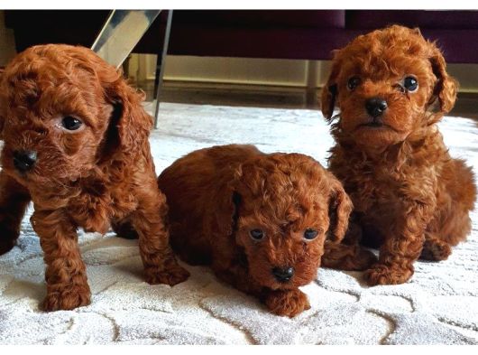 SCRLİ ANNE BABADAN KORE KAN TOY POODLE YAVRULARIMIZ