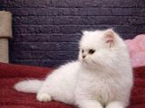 Sevimli british shorthair yavru kedilerimiz