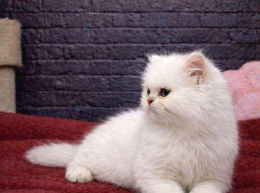 Sevimli British Shorthair Yavru Kedilerimiz