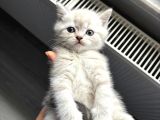 Mükemmel Güzellikte British Shorthair Yavrularımız