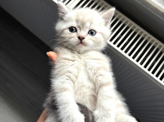 Mükemmel Güzellikte British Shorthair Yavrularımız görsel