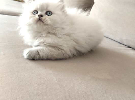 En Güzel British Longhair Yavrular