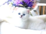 Beyaz Teddy Bear Silver British Shorthair Ns1133