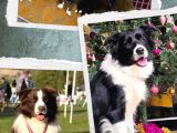 Bordercollie yavruları 2 aylık