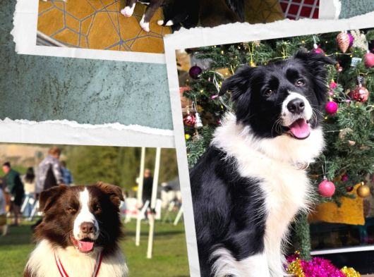 Bordercollie Yavruları 2 Aylık