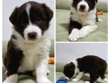 Bordercollie Yavruları 2 Aylık