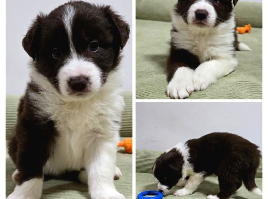 Bordercollie Yavruları 2 Aylık görsel