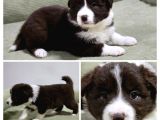 Bordercollie Yavruları 2 Aylık