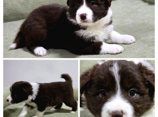 Bordercollie Yavruları 2 Aylık görsel
