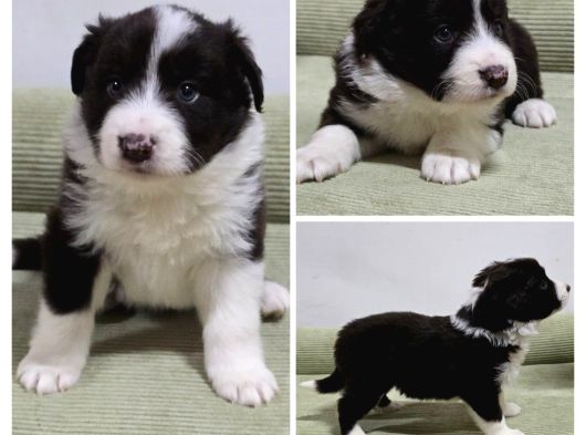 Bordercollie Yavruları 2 Aylık görsel