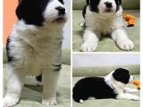 Bordercollie Yavruları 2 Aylık