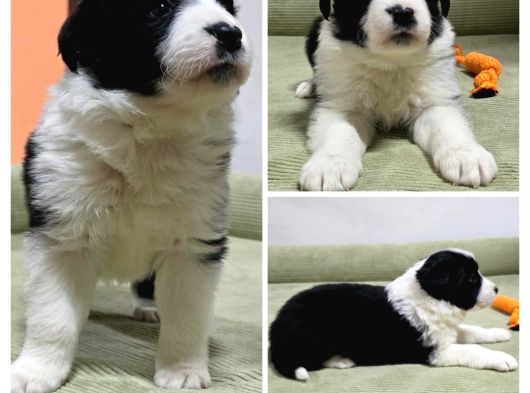 Bordercollie Yavruları 2 Aylık görsel