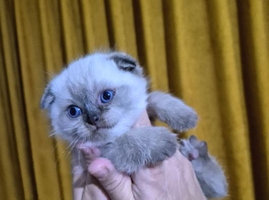 Çok Sevimli Tatlış Yavrumuz görsel