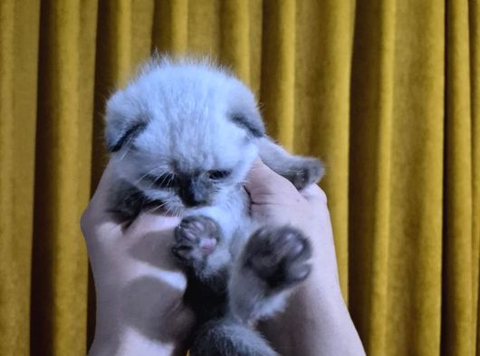 Çok Sevimli Tatlış Yavrumuz görsel