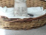 Mükemmel A Kalite British Shorthair Yavrularımız