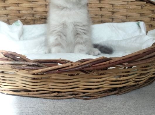 Mükemmel A Kalite British Shorthair Yavrularımız görsel