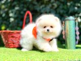 Pomeranian Boo Her Renk Ayi Surat En Cok Çeşit