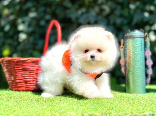 Pomeranian Boo Her Renk Ayi Surat En Cok Çeşit görsel