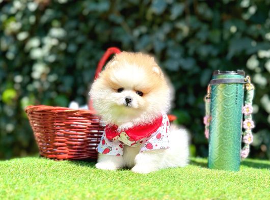 Pomeranian Boo Her Renk Ayi Surat En Cok Çeşit görsel