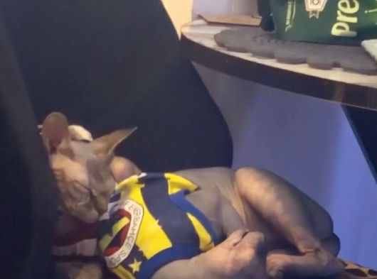 Çok Tatlı Sfenks Kedı görsel