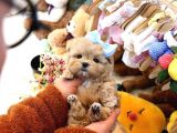 A Kalite Maltipoo Yavrularımız