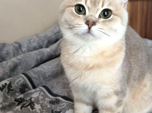 Erkek British Short Hair görsel