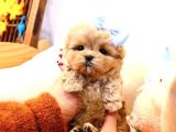 A kalite maltipoo yavrularımız