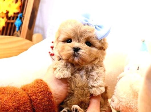 A kalite maltipoo yavrularımız