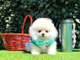 Pomeranian Boo Her Renk Ayi Surat En Cok Çeşit