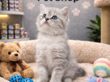 Mükemmel a kalite british shorthair yavrularımız