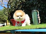 Pomeranian Boo Her Renk Ayi Surat En cok Çeşit