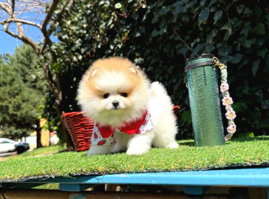 Pomeranian Boo Her Renk Ayi Surat En cok Çeşit