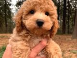 Apricot Pooddle